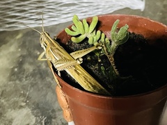 Schistocerca cancellata