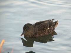 Anas rubripes × platyrhynchos