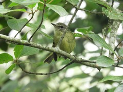 Phylloscartes ventralis