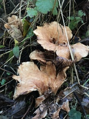 Turbinellus kauffmanii