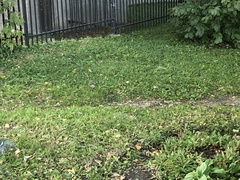 Zonotrichia albicollis