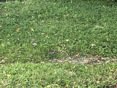 Zonotrichia albicollis