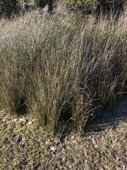 Juncus