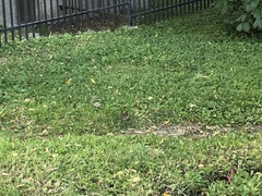 Zonotrichia albicollis