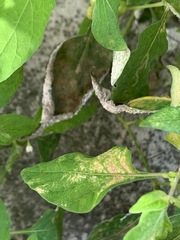 Erysiphaceae