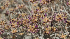 Psorothamnus emoryi emoryi