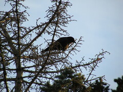 Corvus brachyrhynchos