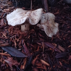 Hebeloma