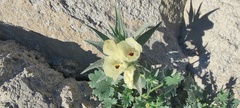 Mohavea confertiflora