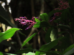 Palicourea angustifolia