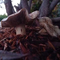Hebeloma