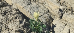 Mohavea confertiflora