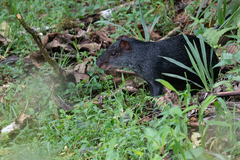 Dasyprocta fuliginosa