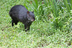 Dasyprocta fuliginosa