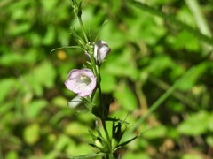 Agalinis communis