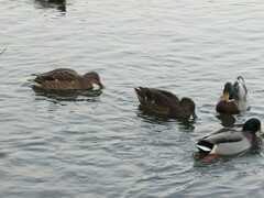 Anas rubripes × platyrhynchos