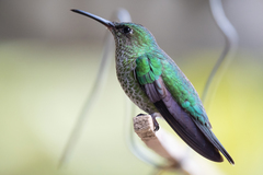 Taphrospilus hypostictus