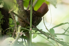Thripadectes melanorhynchus