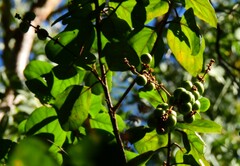 Gmelina fasciculiflora