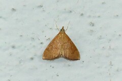 Pyraustini