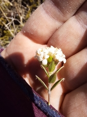 Pimelea oreophila