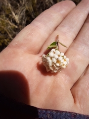 Pimelea oreophila