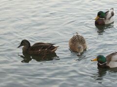Anas rubripes × platyrhynchos