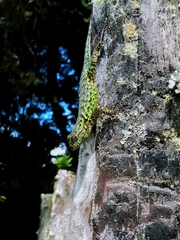Sceloporus malachiticus