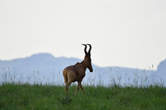 Alcelaphus buselaphus lelwel