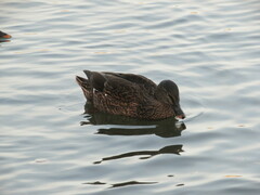 Anas rubripes × platyrhynchos