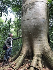 Cavanillesia platanifolia