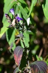 Strobilanthes tomentosa