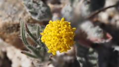 Trichoptilium incisum