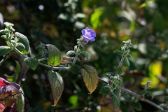 Strobilanthes tomentosa