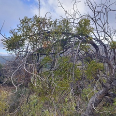 Phoradendron carneum