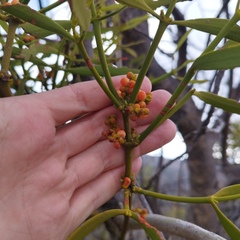 Phoradendron carneum