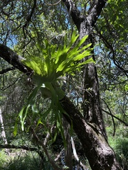 Platycerium superbum