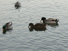 Anas rubripes × platyrhynchos