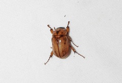 Cyclocephala signaticollis