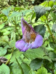 Impatiens uniflora