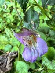 Impatiens uniflora