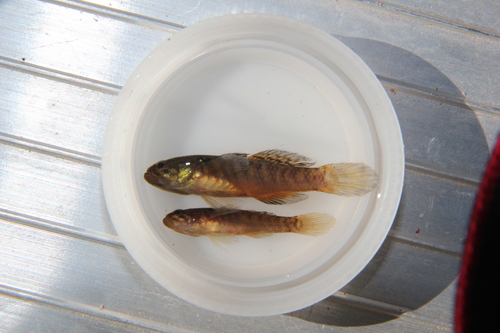 Poreless gudgeon (Oxyeleotris nullipora) — Eleotridae — 4