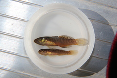 Oxyeleotris nullipora