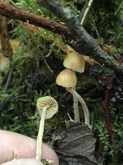 Galerina badipes