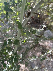 Ceanothus leucodermis