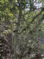 Ceanothus leucodermis