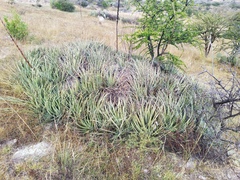 Hechtia