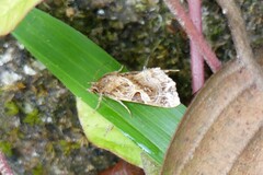 Callopistria flavitincta