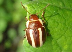 Bidensomela