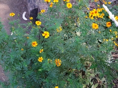 Tagetes tenuifolia